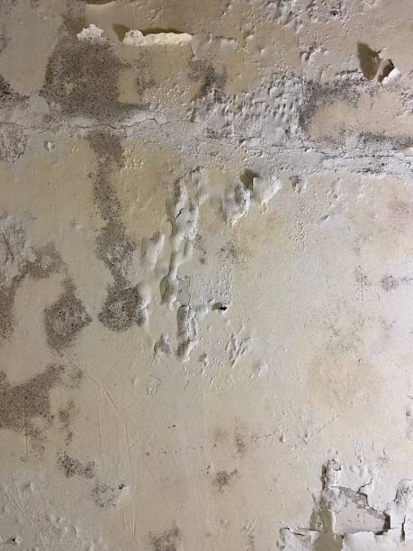 Best Mold Removal Process  in Whispering Pines, NC