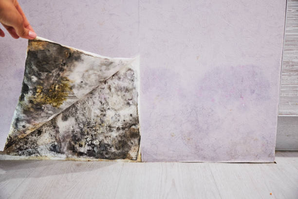Best Mold Damage Repair  in Whispering Pines, NC